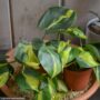 Philodendron – Brasil – 4″ Pot